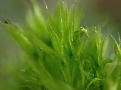 Tetraplodon mnioides