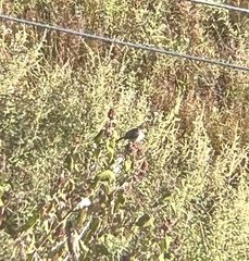 Pycnonotus leucogenys