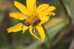 Acmaeodera flavomarginata