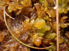 Sphagnum compactum