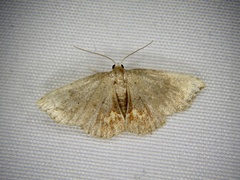 Enispa lutefascialis