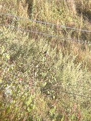 Pycnonotus leucogenys