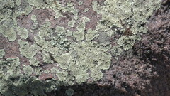 Dimelaena