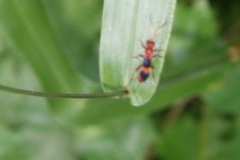 Trogomorpha arrogans