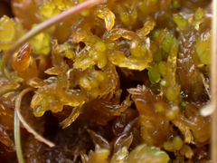 Sphagnum compactum