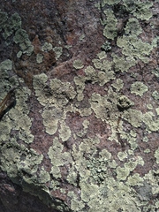 Dimelaena