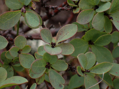 Vaccinium uliginosum