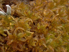 Sphagnum tenellum