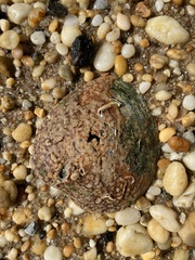 Cryptosula pallasiana