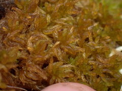 Sphagnum tenellum