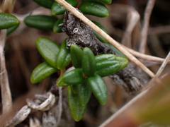Kalmia procumbens