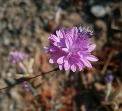 Lessingia leptoclada