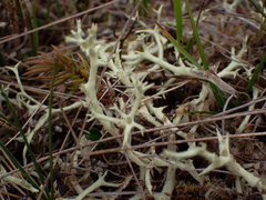 Cladonia uncialis