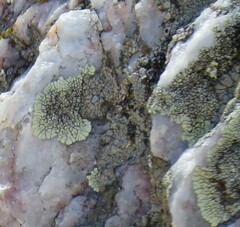Dimelaena