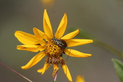 Acmaeodera scalaris