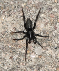 Zelotes