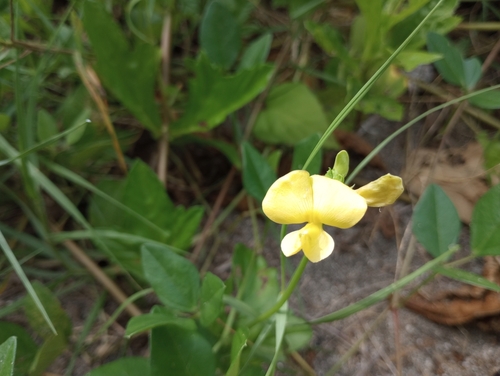 Vigna luteola image