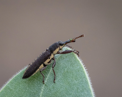 Rhinotia