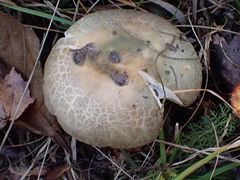Russula virescens