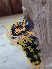 Leucanella viridescens