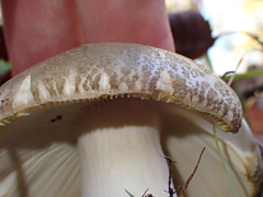 Russula virescens