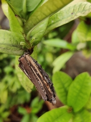 Pericyma cruegeri