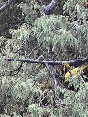 Phoenicurus fuliginosus