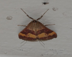 Pyrausta flavofascialis