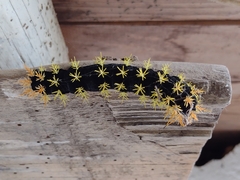 Leucanella viridescens