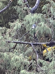 Phoenicurus fuliginosus