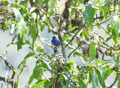 Chalcothraupis ruficervix