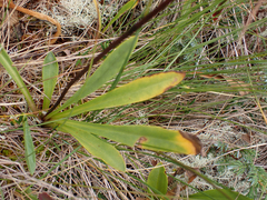 Primula jeffreyi