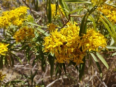 Barkleyanthus salicifolius