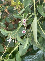 Paederia foetida