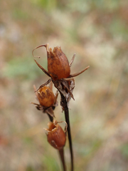Primula jeffreyi