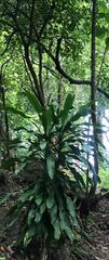 Dracaena fragrans