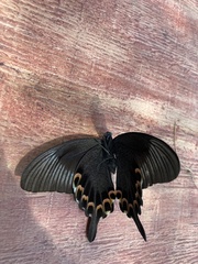 Papilio paris