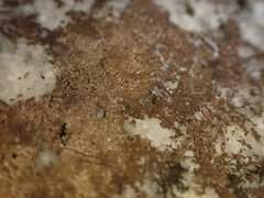 Arthonia phaeobaea