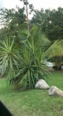 Agave angustifolia