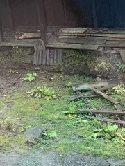 Phoenicurus leucocephalus