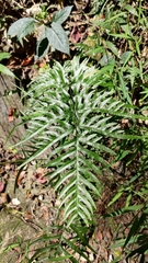 Pteris semipinnata