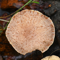Suillus lakei