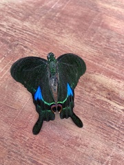 Papilio paris
