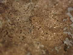 Arthonia phaeobaea