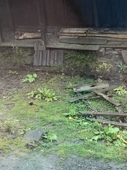 Phoenicurus leucocephalus