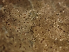 Arthonia phaeobaea