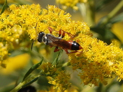 Sphex dorsalis