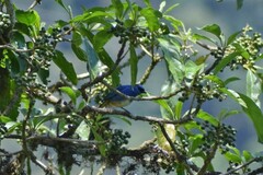 Chalcothraupis ruficervix