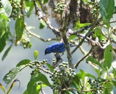 Chalcothraupis ruficervix