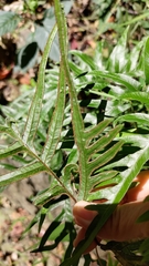 Pteris semipinnata